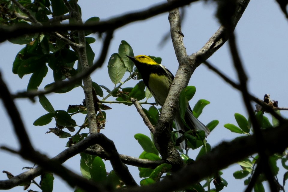 Black-throated Green Warbler