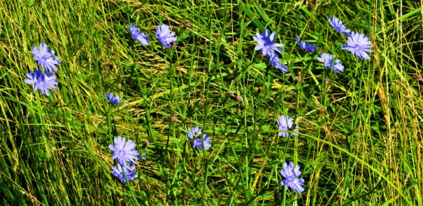 Chicory, wildflower