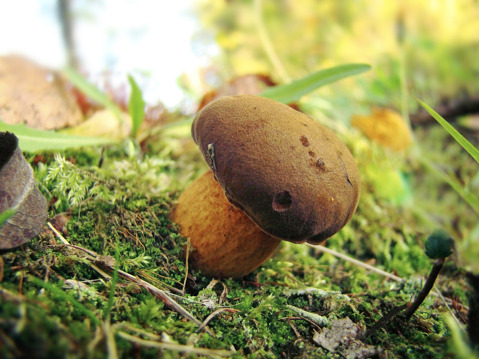 Mushroom moss nature