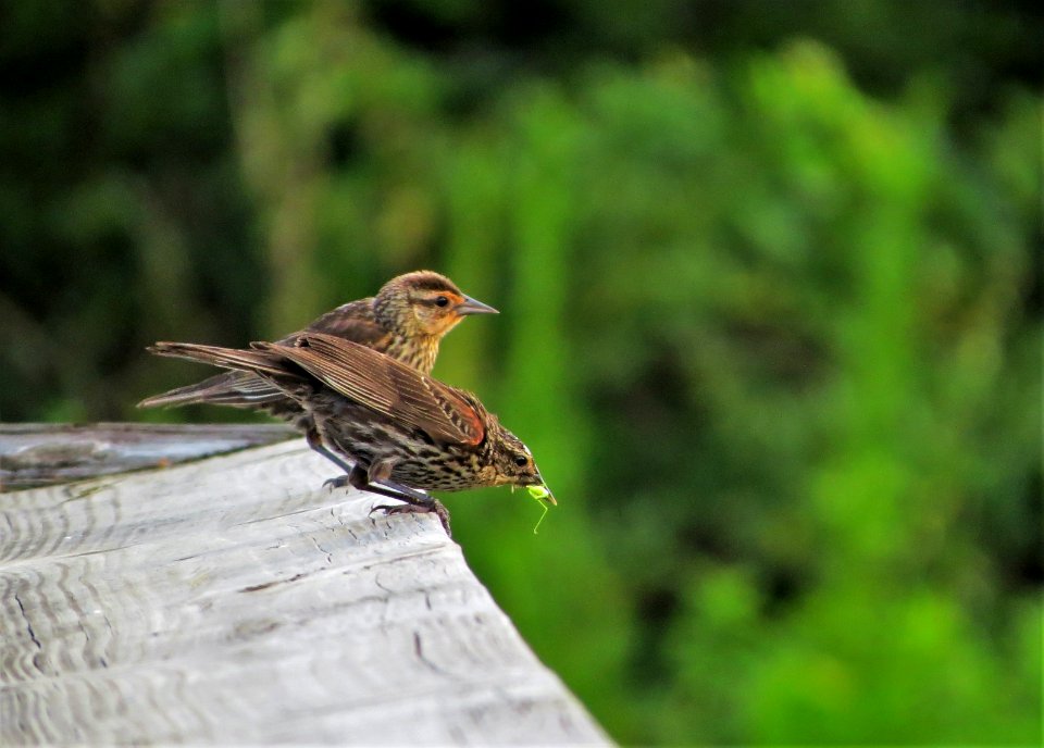 Female Red-winged Blackbirds