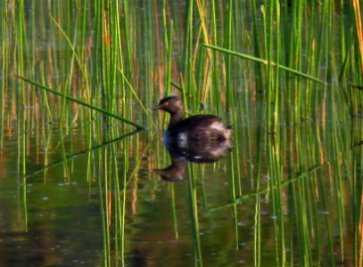 Least Grebe