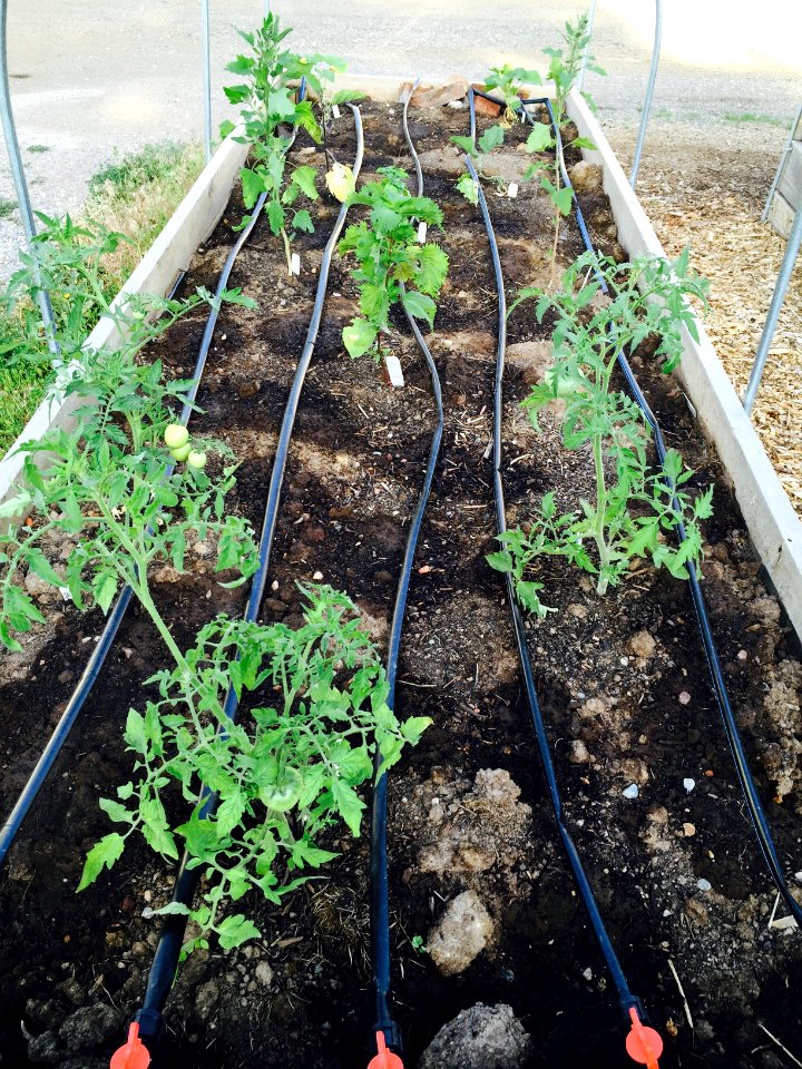 CSU Ext vegetable Gardens