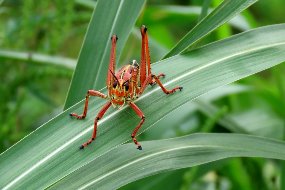 Lubber Grasshopper