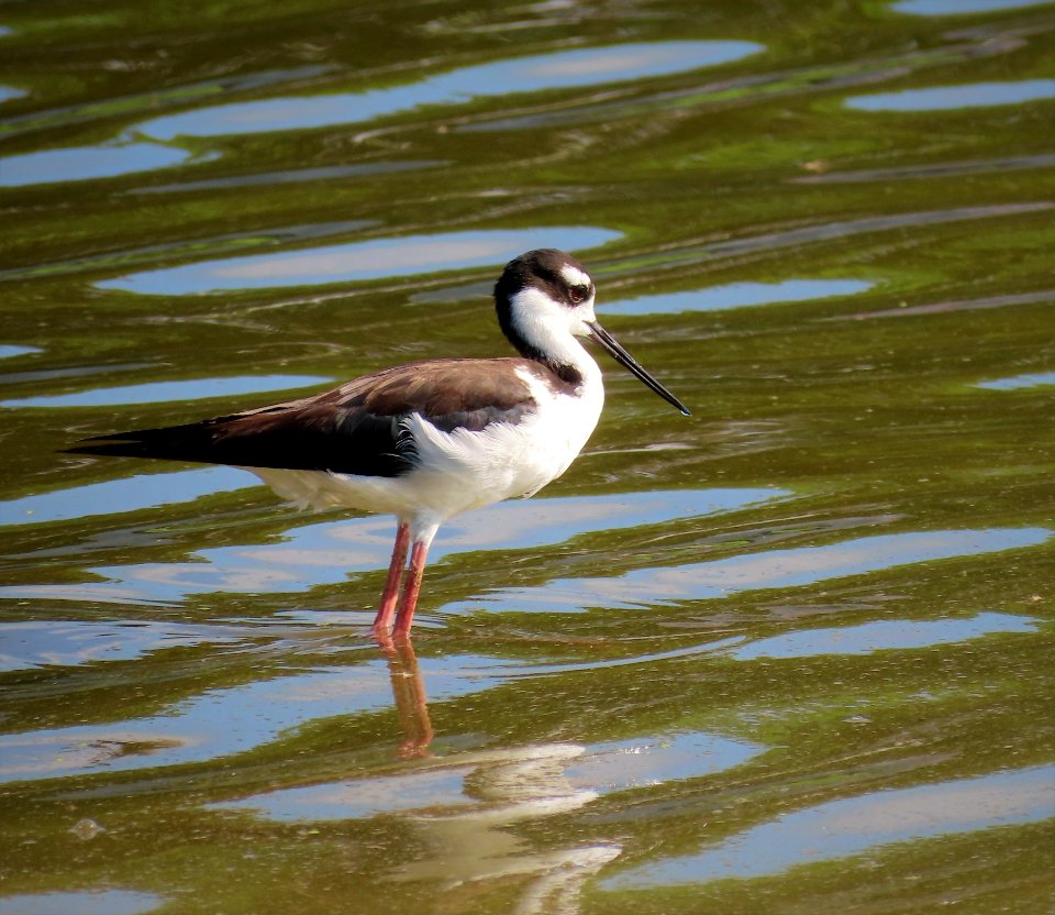 Black-necked Stilt