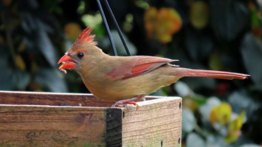 Female Northern Cardinal photo