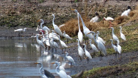 Snowy Egrets, Great Egrets and Wood Storks photo