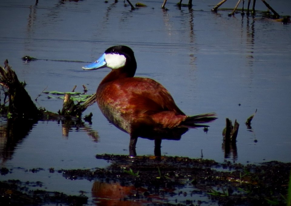 Ruddy Duck