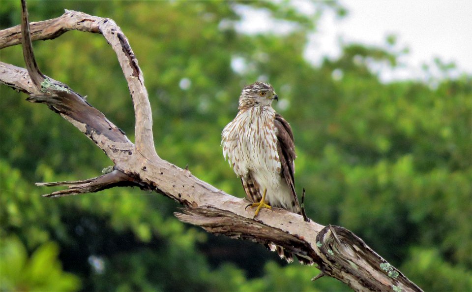 Cooper’s Hawk, immature