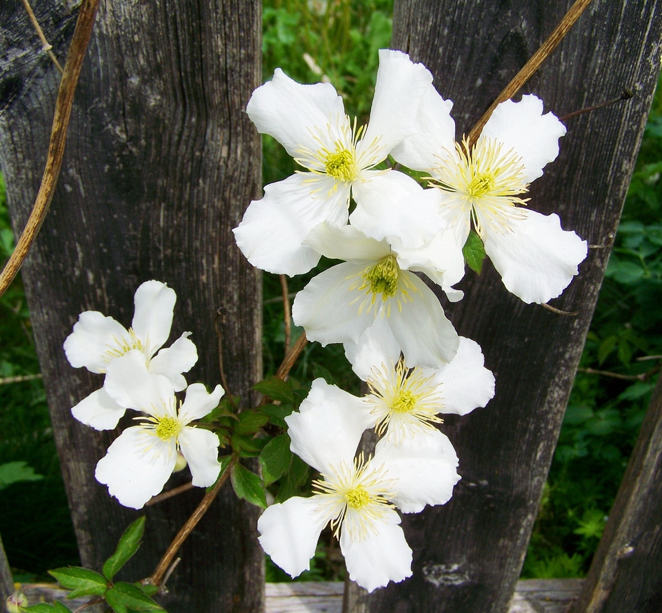 White clematis clematis creeping plant