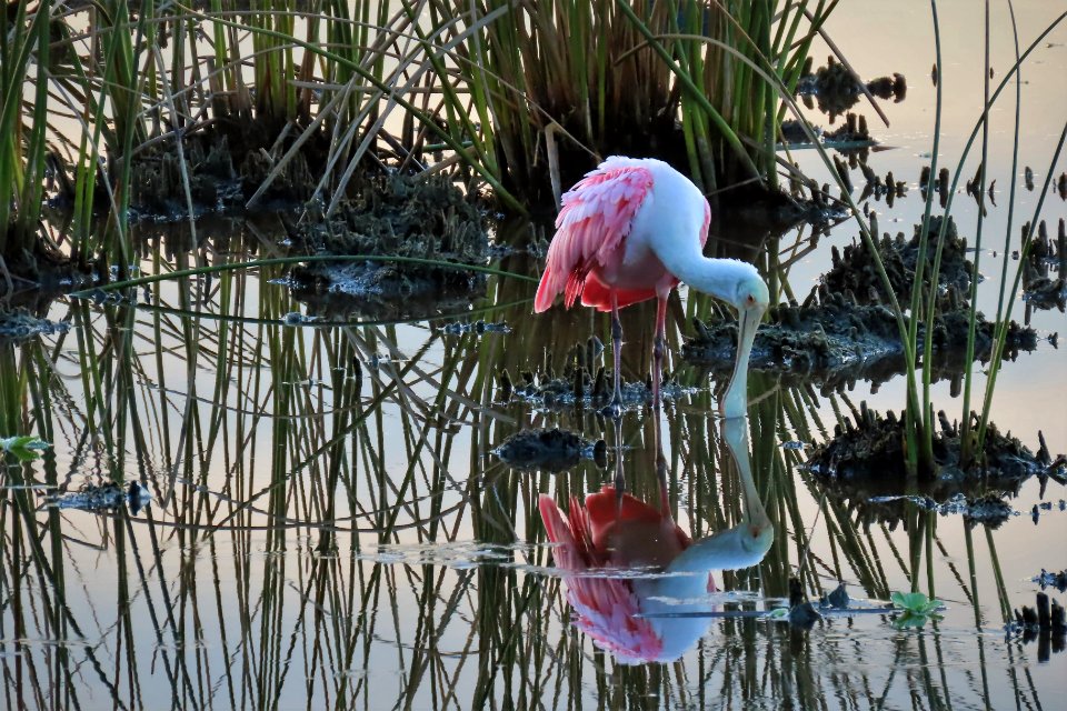 Roseate Spoonbill photo