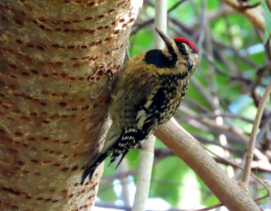 Yellow-bellied Sapsucker