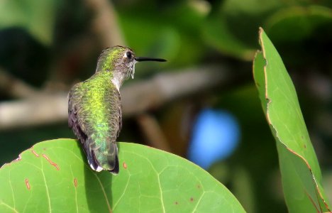 Ruby-throated Hummingbird
