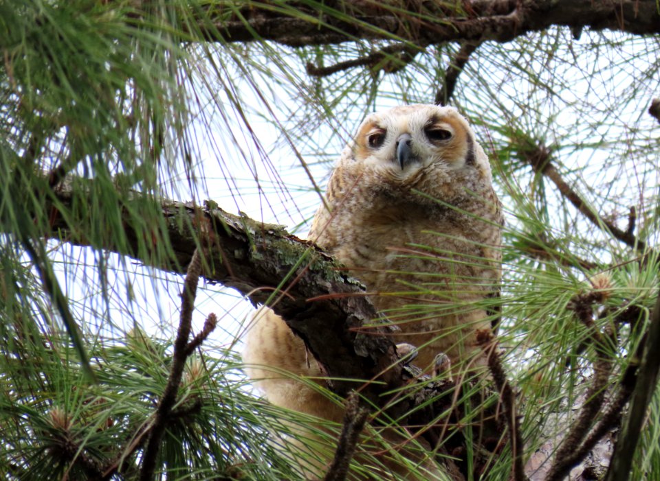 Great Horned Owl owlet