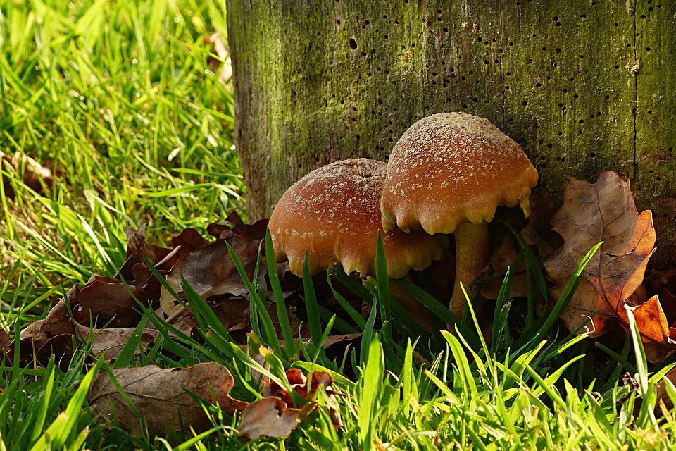 Autumn fall foliage wood pile