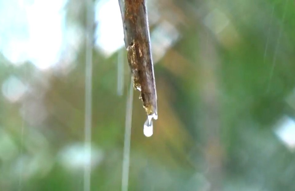 Tropical Rain Video