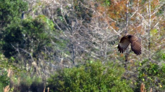 Snail Kite