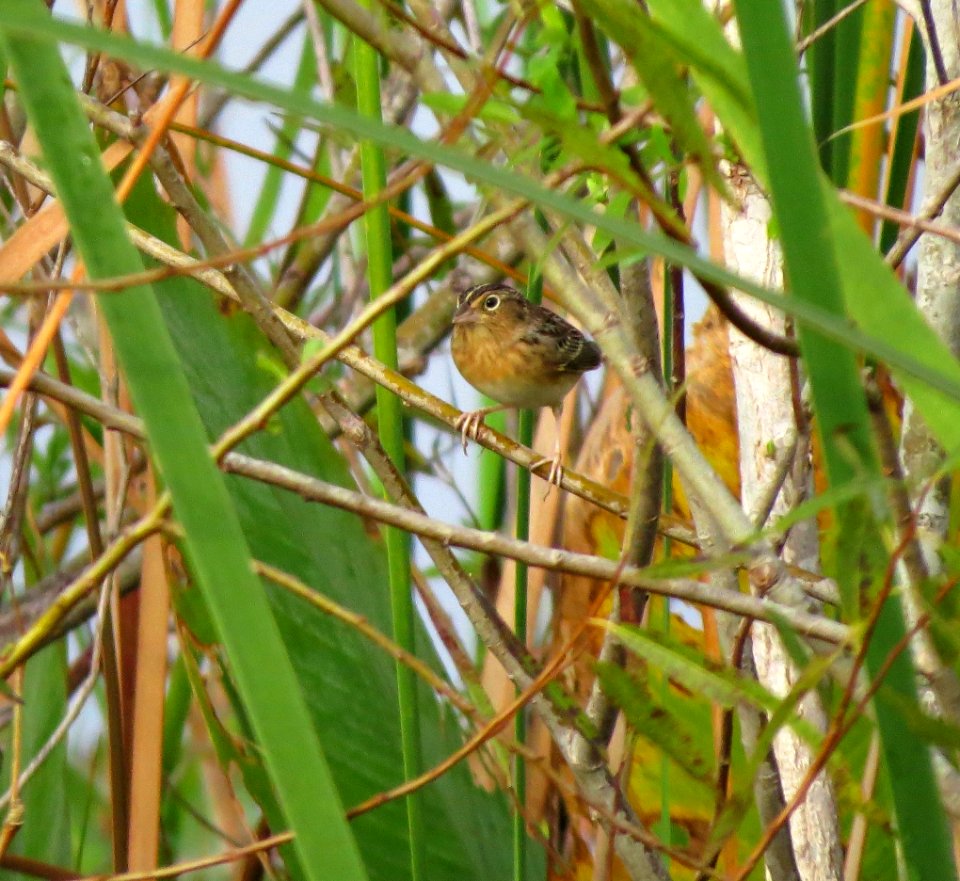 Grasshopper Sparrow