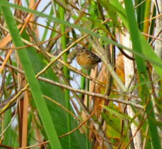 Grasshopper Sparrow