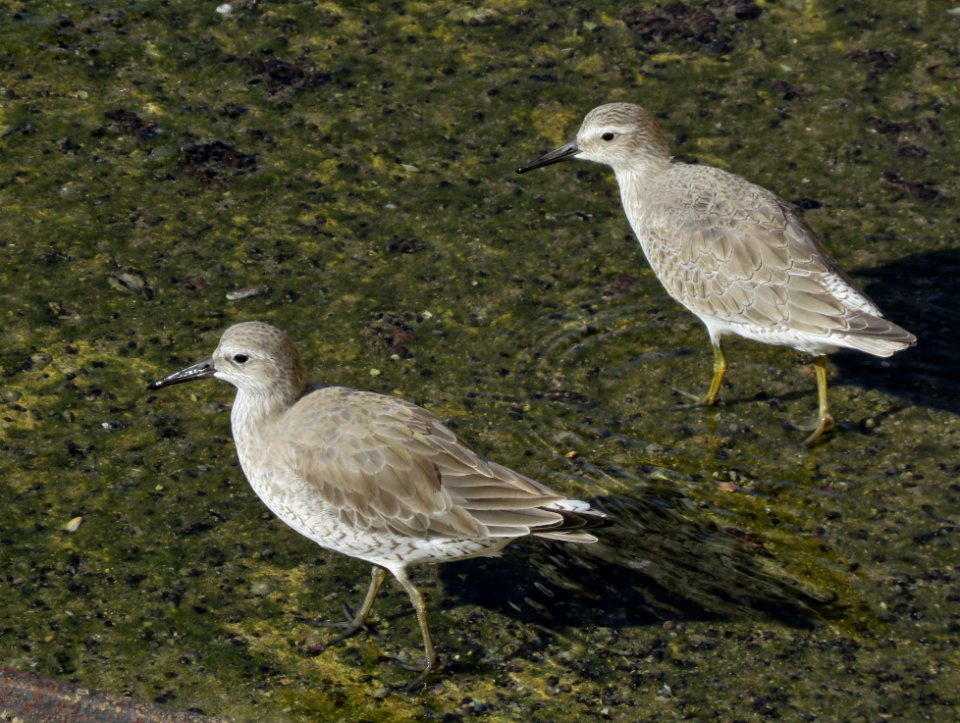 Adult and Juvenile Red Knots