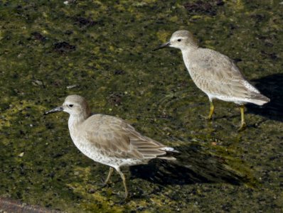 Adult and Juvenile Red Knots