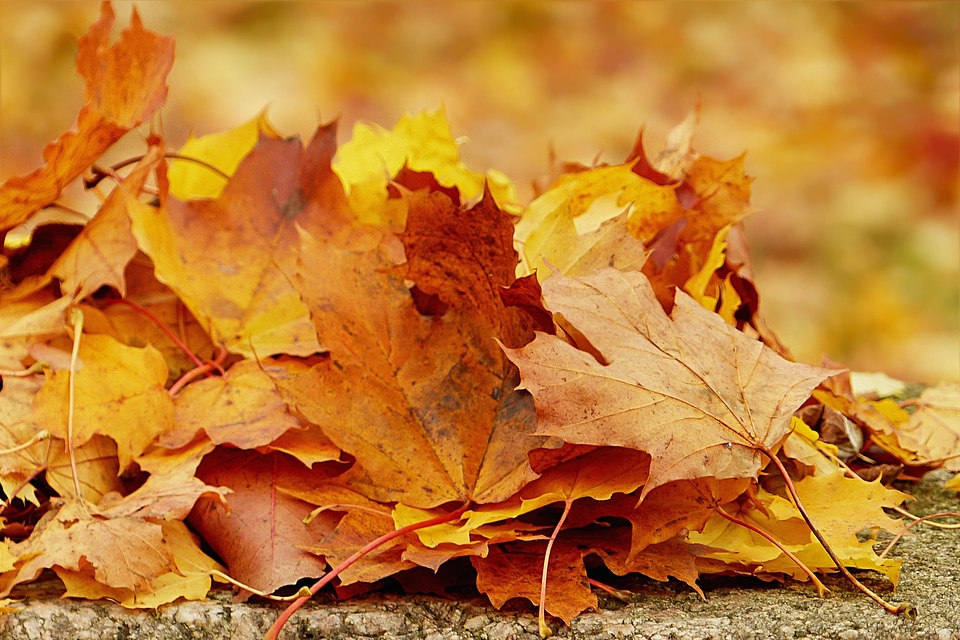 Fall foliage golden autumn close up