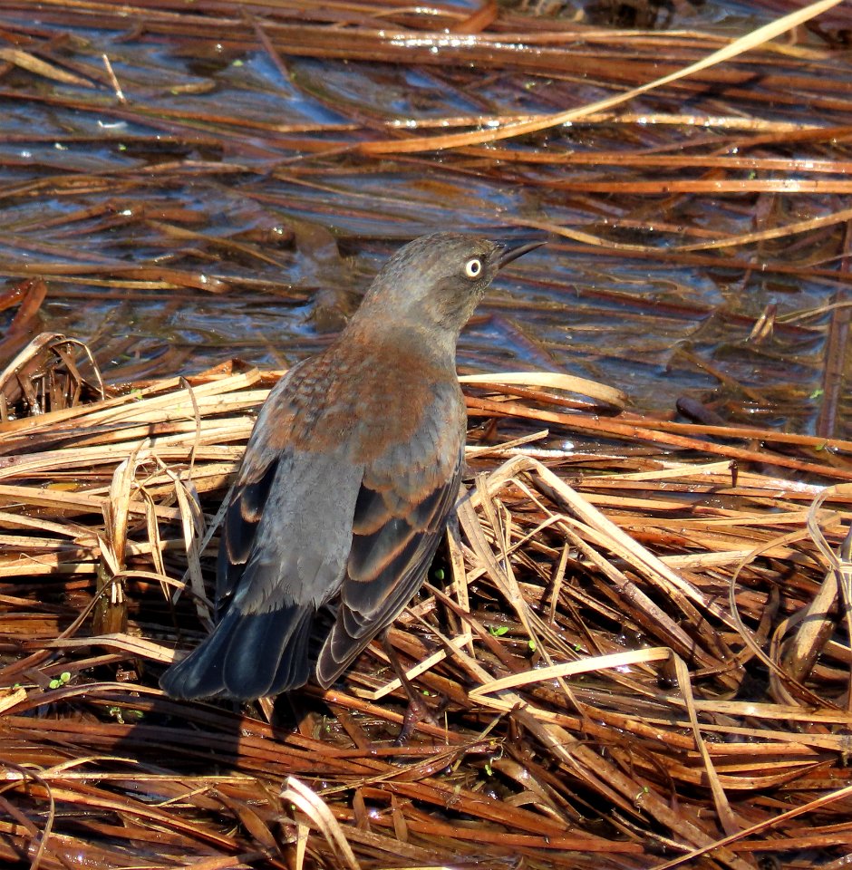 Rusty Blackbird