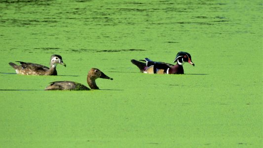 Canvasback with Wood Ducks