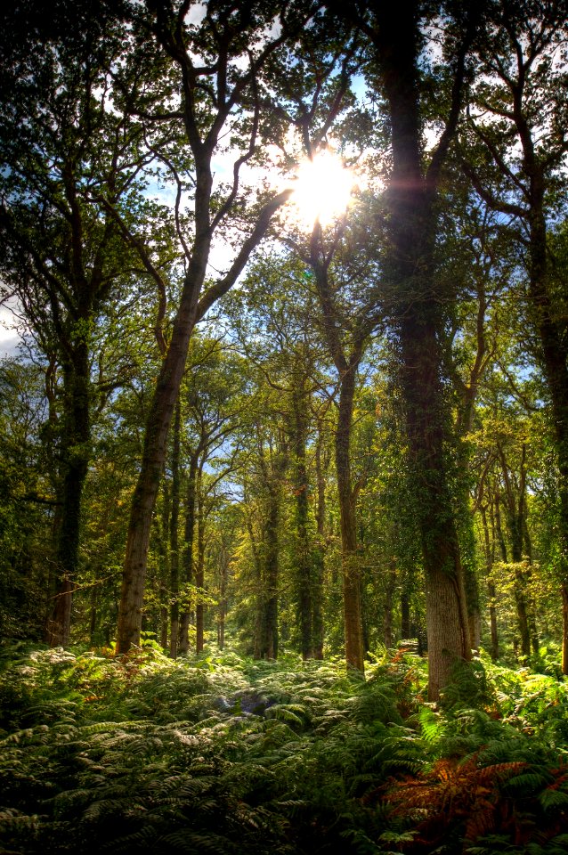 New Forest