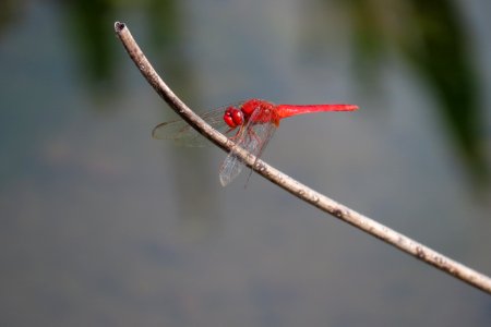 Scarlet Skimmer photo