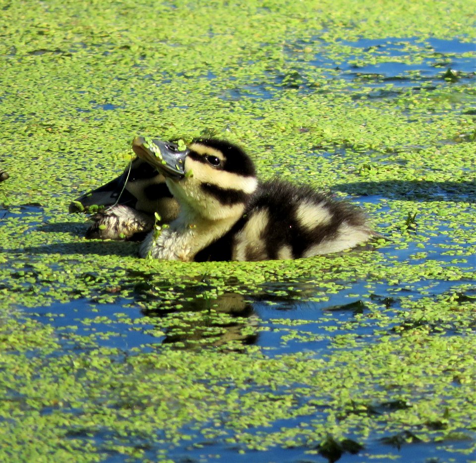 Black-bellied Whistling Duck