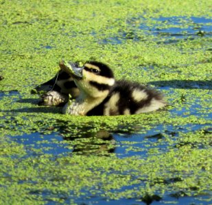 Black-bellied Whistling Duck