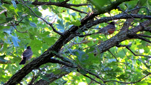 American Robins