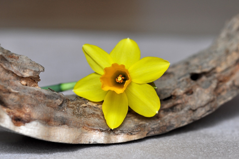 Early bloomer yellow yellow flower