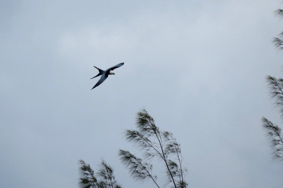 Swallow-tailed Kite
