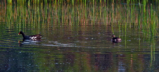 Least Grebe with Common Gallinule photo
