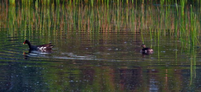 Least Grebe with Common Gallinule