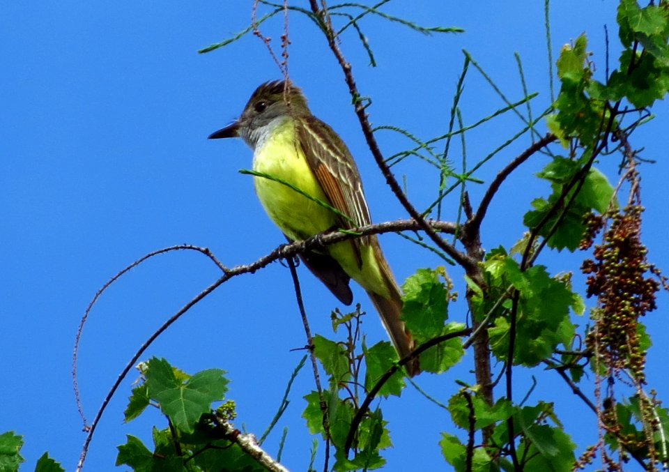 Great-crested Flycatcher