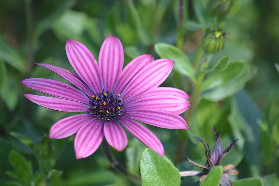 Petal flowering garden