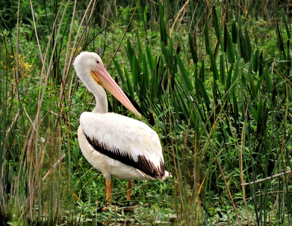 American White Pelican