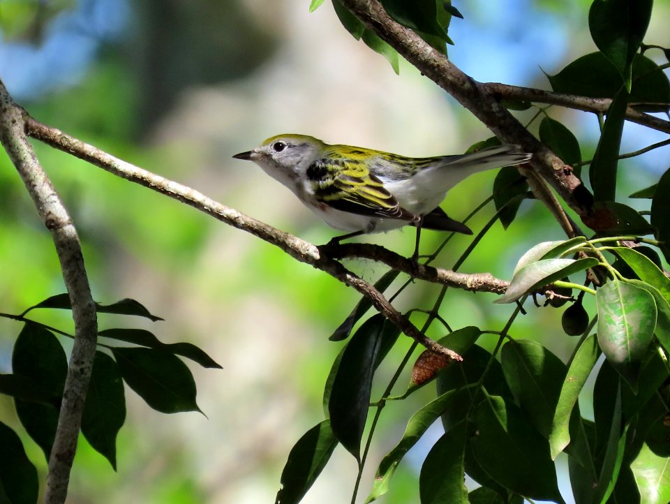 Chestnut-sided Warbler
