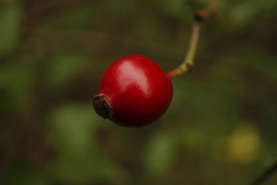 Forest plant nature bush