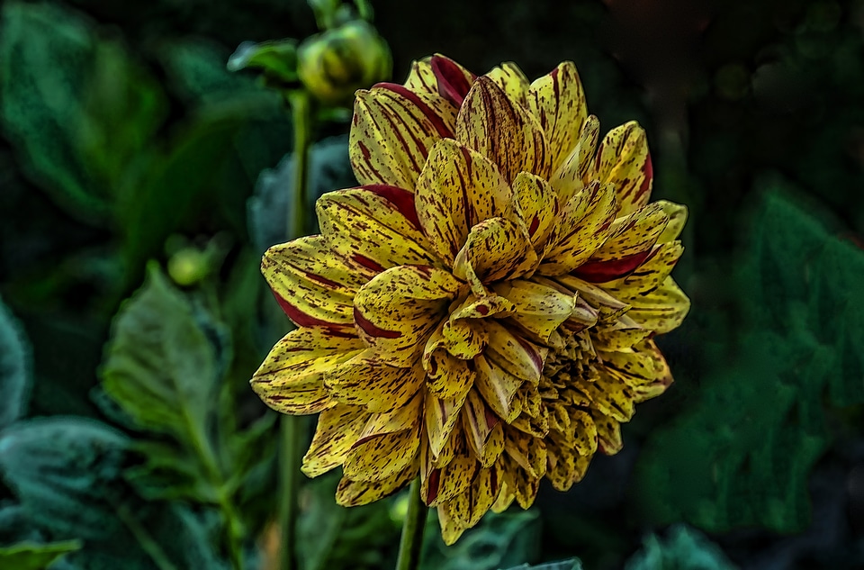 Garden plant dahlia garden late summer
