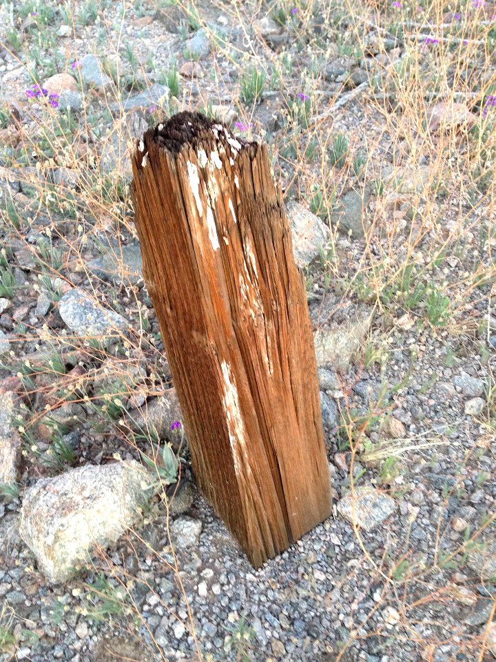February 2014 - Military Telegraph Pole 1
