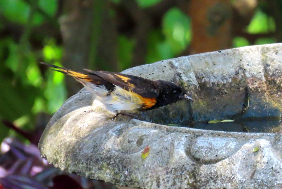 American Redstart male