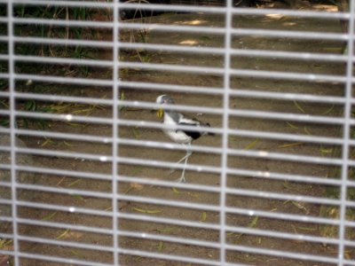 IMG 0421