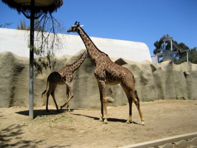 IMG 0414