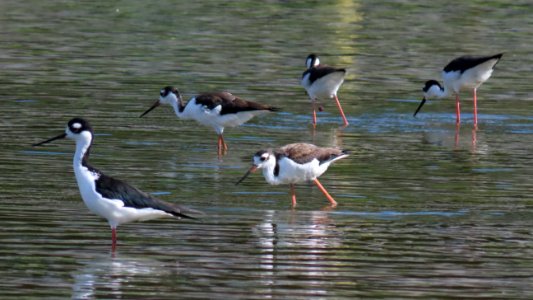 Black-necked Stilt family