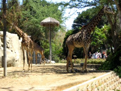 IMG 0412