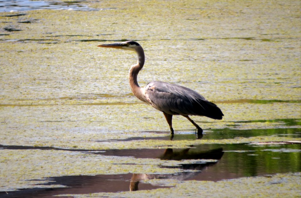 Great Blue Heron photo