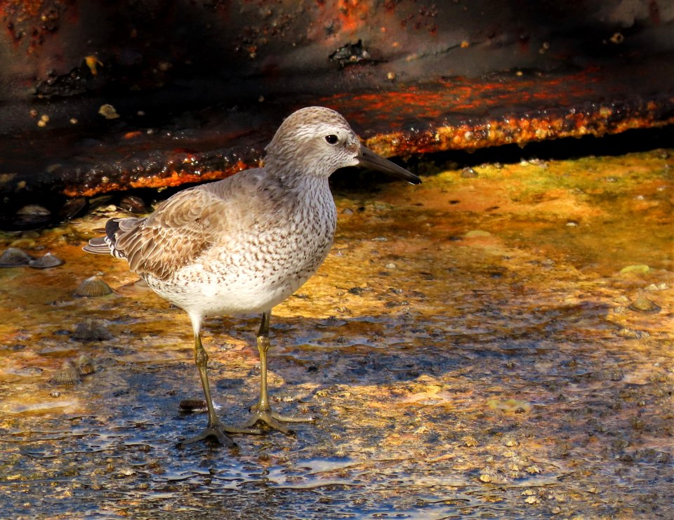 Red Knot
